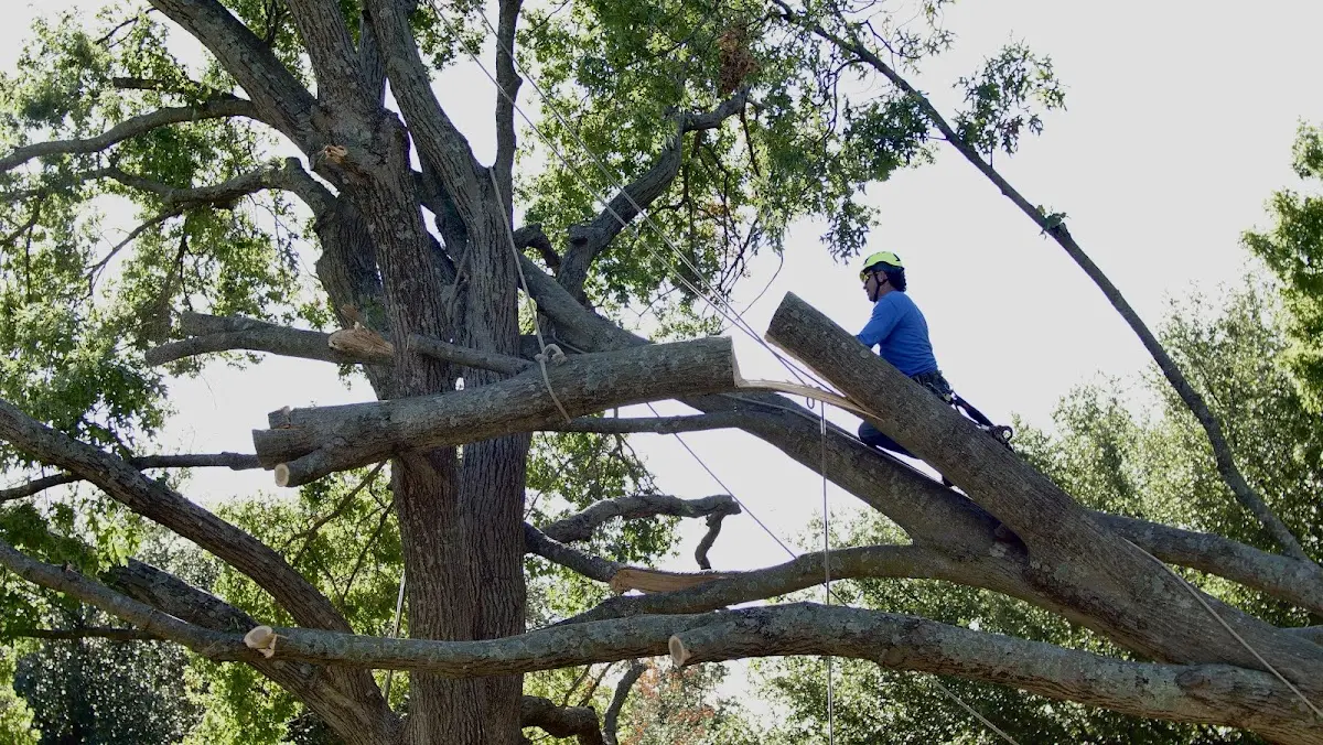 Professional Crown Thinning performed by certified arborists in Hemingway